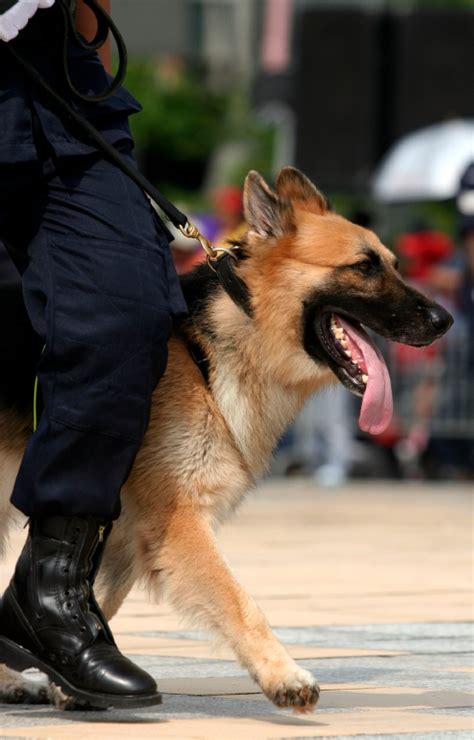 German Shepherd Police Dog In Action