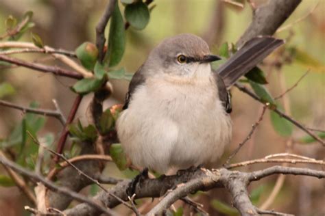 Img25096 Northern Mockingbird 02 05 15 Berry Springs Park Flickr