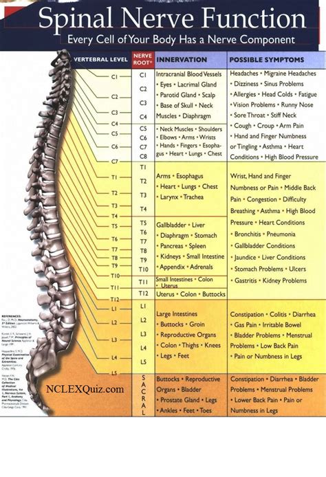The spinal cord is a long, thin, tubular structure made up of nervous tissue, which extends from the medulla oblongata in the brainstem to the lumbar region of the vertebral column. Spinal Nerve Function Chart - NCLEX Quiz