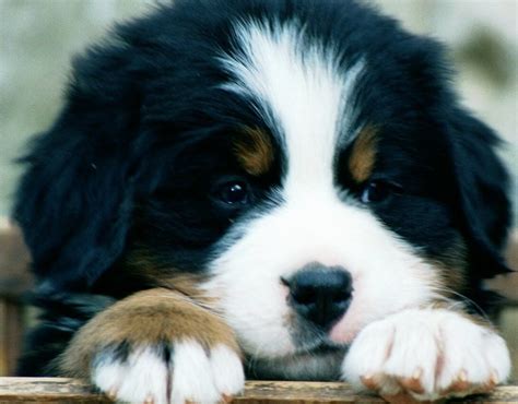 33 Hypoallergenic Bernese Mountain Dog Pic Bleumoonproductions