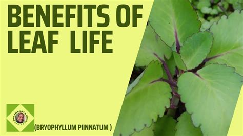 Benefits Of Leaf Of Lifemiracle Leafbryophyllum Pinnatum