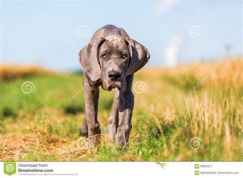 Great Dane Puppy Runs On A Country Path Stock Image Image Of Grey