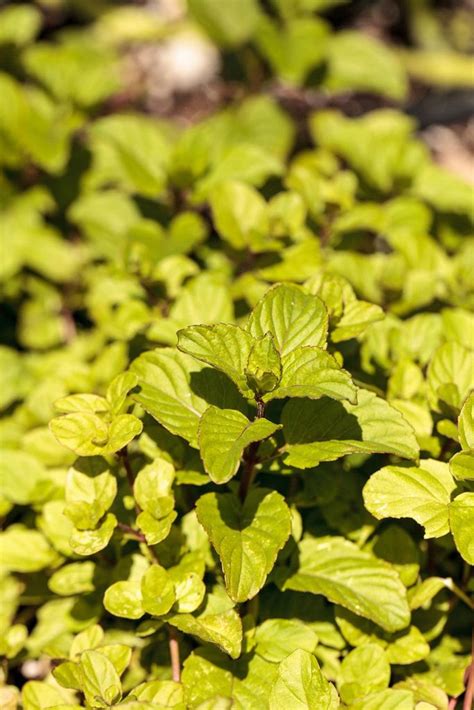 Chocolate Herb Plant Learn How To Care For Chocolate Mint Plants