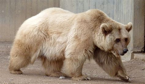 חייל אחד עשר אמא Can A Polar Bear And A Grizzly Bear Mate אי הסכמה