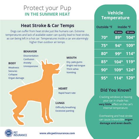 Protect Your Pup In The Summer Heat Learn About Heat Stroke And Car