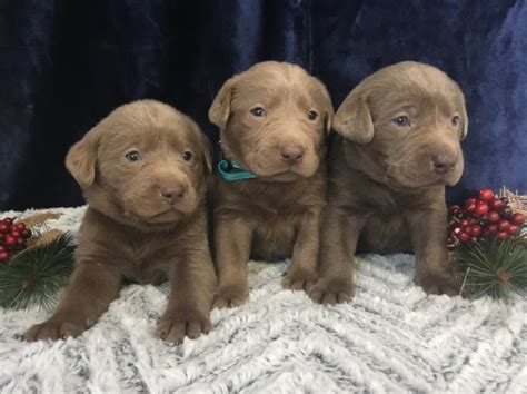 After completing an application, a puppies need a consistent schedule with frequent opportunities to eliminate where you want them to. Labrador Retriever puppy dog for sale in Goshen, Indiana