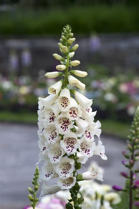 Foxglove Flowering Spike On A Sunny Day Stock Image Image Of Light