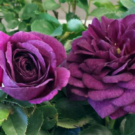 Ebb Tide Rose Bush Plant Purple Fragrant Rose Grown Organic