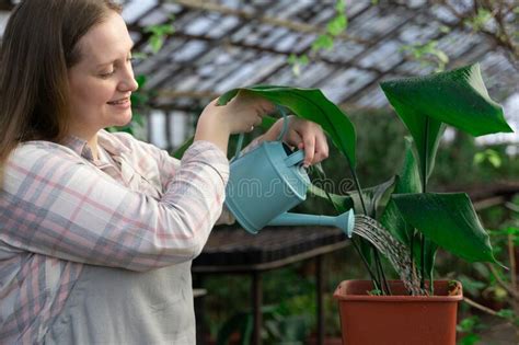 Woman Waters Seedlings From Watering Can And Smiles Plant Seedlings