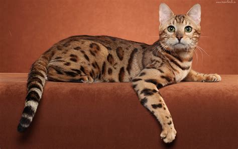 Ocicat Wild Looks Great Personality Cat Concerns