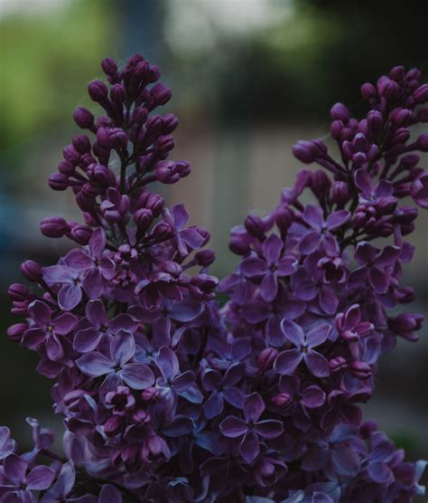 Lilac Bushes Are Prized For Their Beautiful Fragrant Flowers