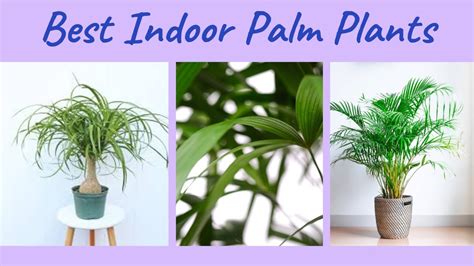 Best Indoor Palms Plants Beautiful Indoor Palms Palm Plants