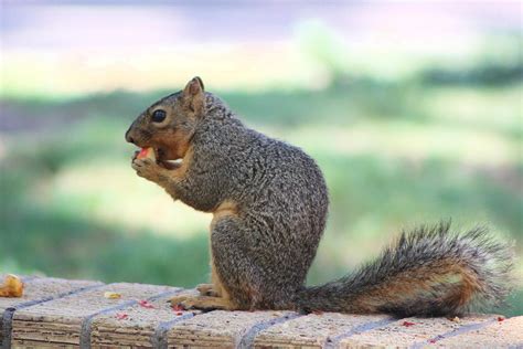 Squirrel Eating Crab Apple Photograph By Colleen Cornelius Fine Art
