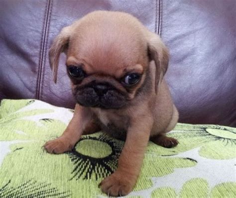 15 Unreal Pug Cross Breeds Youve Got To See To Believe
