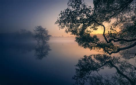 Wallpaper Nature Morning Mist Lake Reflection Branch Calm