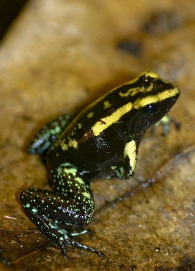 16 Beautiful But Deadly Poisonous Frogs Dart Frog Poison Dart Frogs