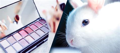 Does Dove Test On Animals - All You Need Infos