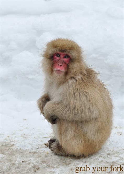 Nagano Snow Monkeys At Jigokudani Monkey Park Grab Your Fork A