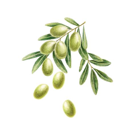 Green Olives Hand Drawn Food Botanical Illustration By Olyamore