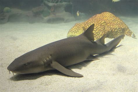 Shark Spotlight Nurse Sharks Greater Cleveland Aquarium