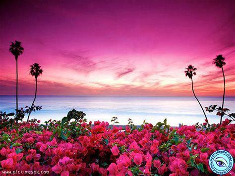 Free download View Beach Flowers Picture Wallpaper in 1024x768 Resolution [1024x768] for your 