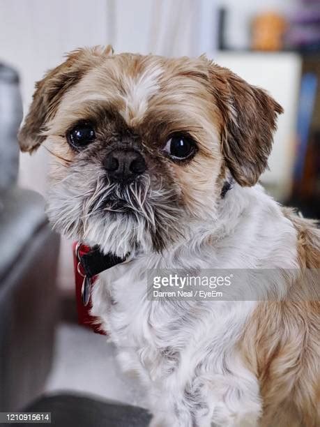 Shih Tzu Terrier Photos And Premium High Res Pictures Getty Images