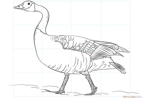 How To Draw A Canada Goose Step By Step Drawing Tutorials