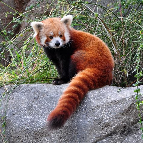 With Reddish Brown Fur And A Long Shaggy Tail The Red Panda Is Hard