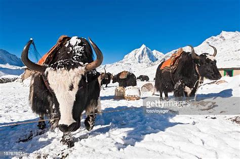 Nepal Yak Himalayas Photos And Premium High Res Pictures Getty Images