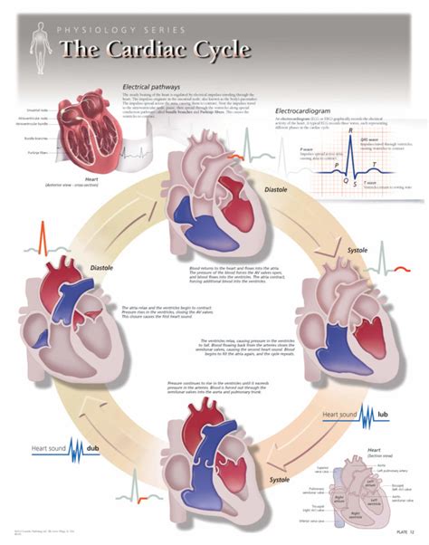 The Cardiac Cycle Scientific Publishing