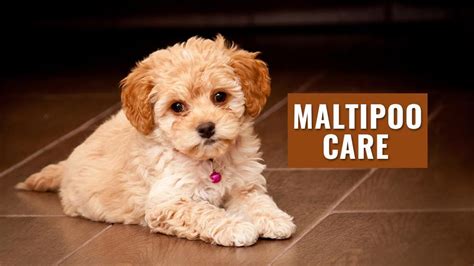 5 Simple And Effective Maltipoo Care Information Petmoo