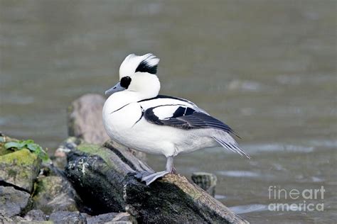 Male Smew Duck 2 By John Devriesscience Photo Library