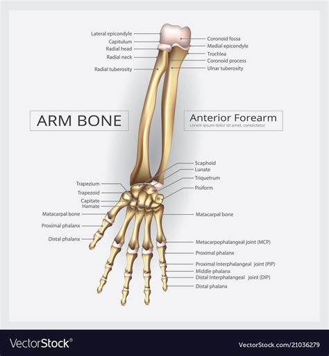 Arm And Hand Bone Vector Image On Vectorstock In 2020 Hand Bone Arm