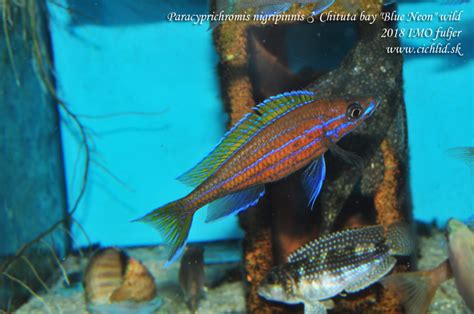 Paracyprichromis Nigripinnis Chituta Bay Blue Neon Cichlid Fuljer
