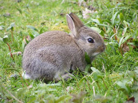 how to get rid of rabbits lawnstarter
