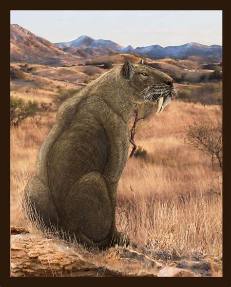 Smilodon Populator Extinct Animals Smilodon Prehistor