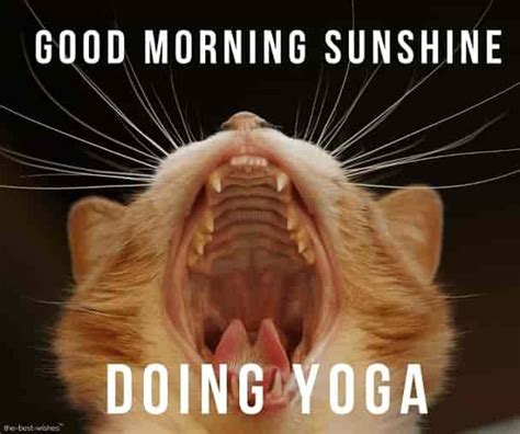 Cute Good Morning Sunshine Meme Best Collection Funny Wishes