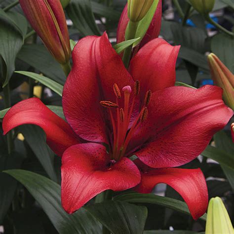 Beautiful Red La Hybrid Lily Bulbs For Sale Online Forza Red Easy