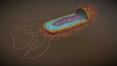 Prokaryotic Cell Structure 3d Model By Vida Systems Objects1