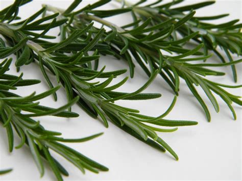 Cognitive Effects Of Herbs Rosemary And Sage By Ruth Ridley The Herb