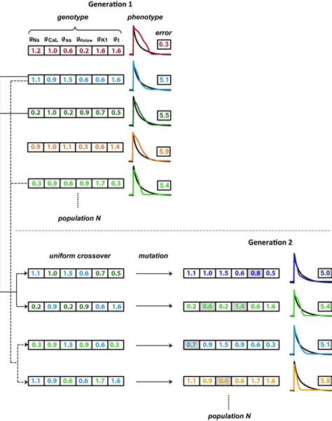 Schematic Illustration Of The Genetic Algorithm Processes Each