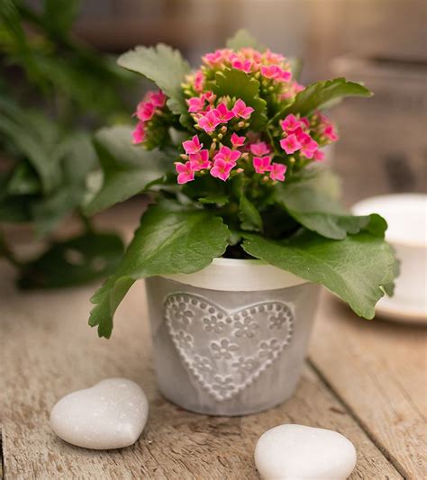 Romantic Plants To Give For Valentines Day In 2020 Indoor Tropical