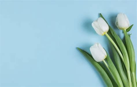 Wallpaper Flowers Tulips White White Flowers Beautiful Blue