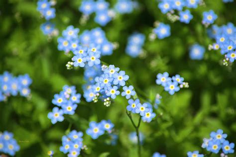 Blue Wildflowers Forget Me Nots Photograph By Christina Rollo Pixels