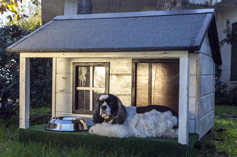 How To Make Your Garden Dog Friendly And Safe