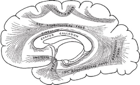 3 The Principal Systems Of Association Fibers In The Cerebrum Most Of