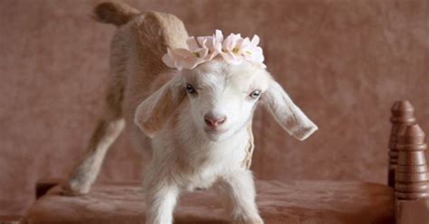 Newborn Photographer Takes Adorable Pictures Of Baby Goats