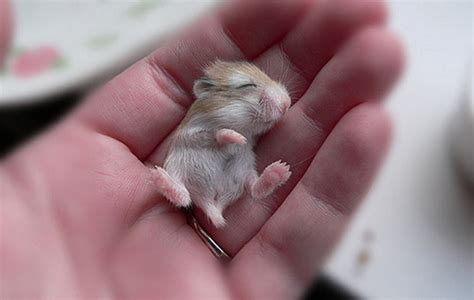 Tiny Baby Hamster