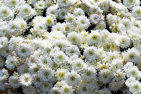 White Chrysanthemums Photo Print