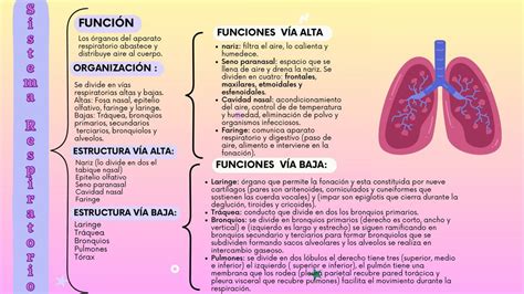 Cuadro sinóptico del Sistema Respiratorio Dulce Acosta uDocz